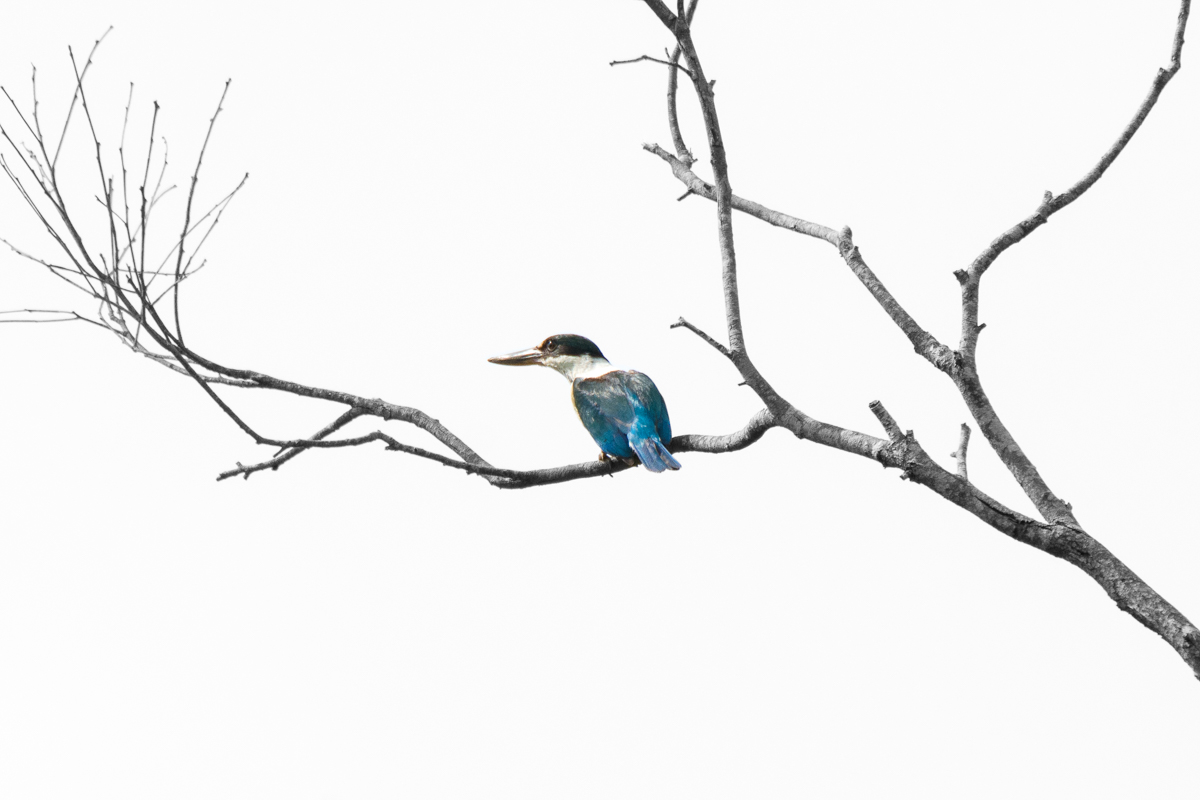 Sacred Kingfisher (Image ID 27898)
