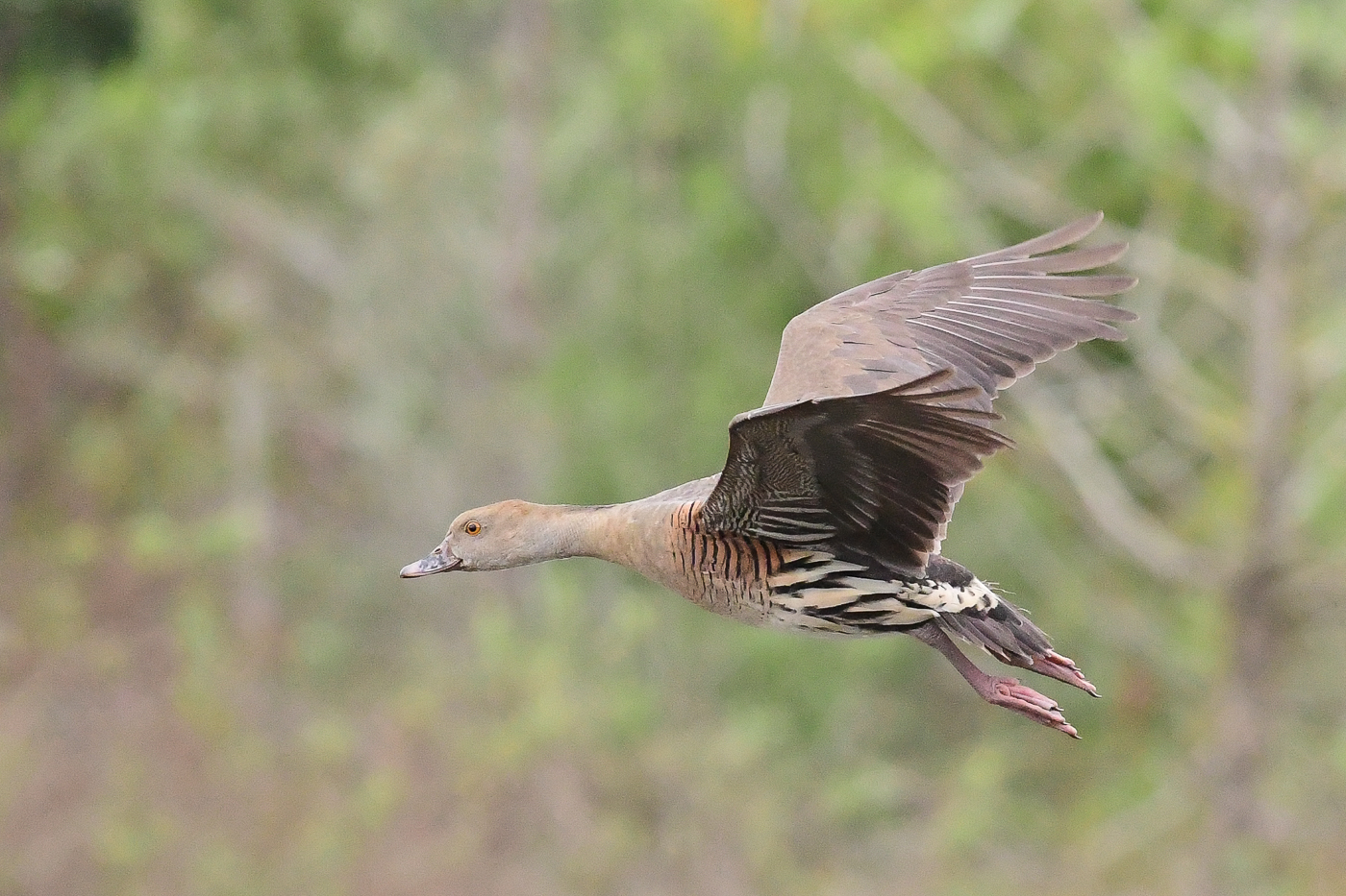 Plumed Whistling-Duck (Image ID 27891)