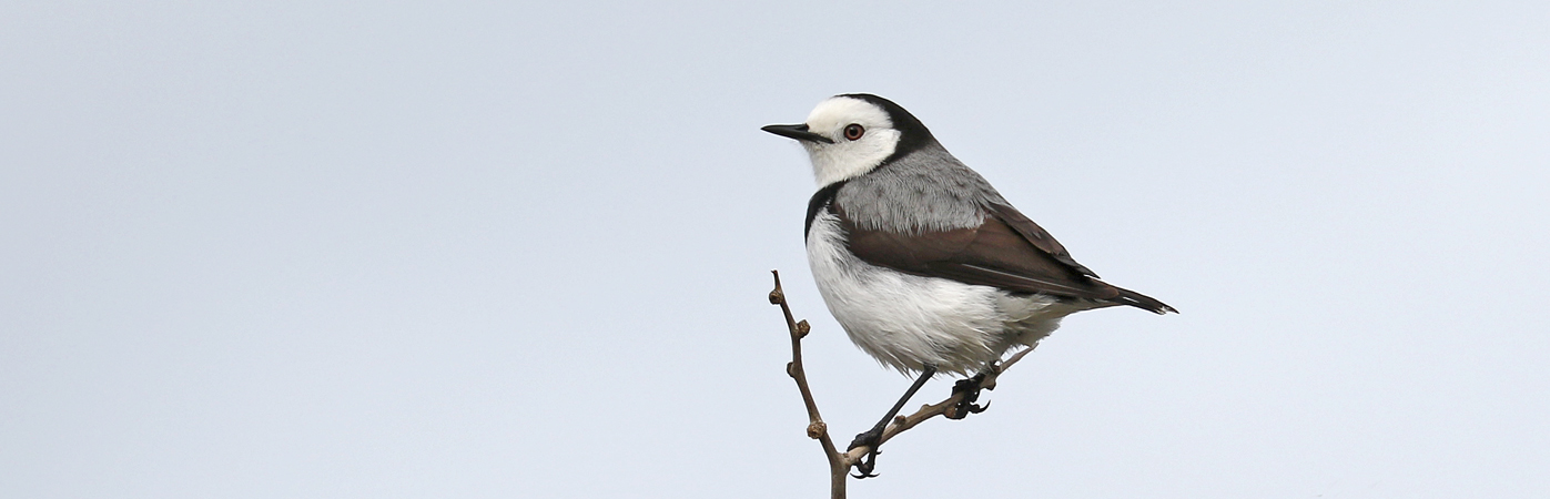 White-fronted Chat (Image ID 28215)