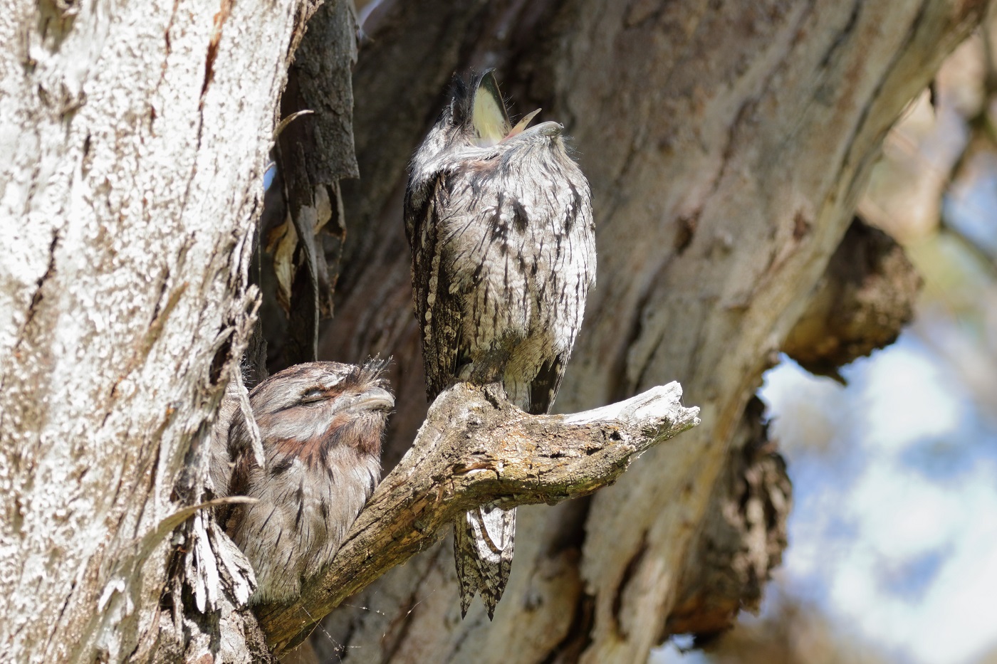 Tawny Frogmouth (Image ID 28090)