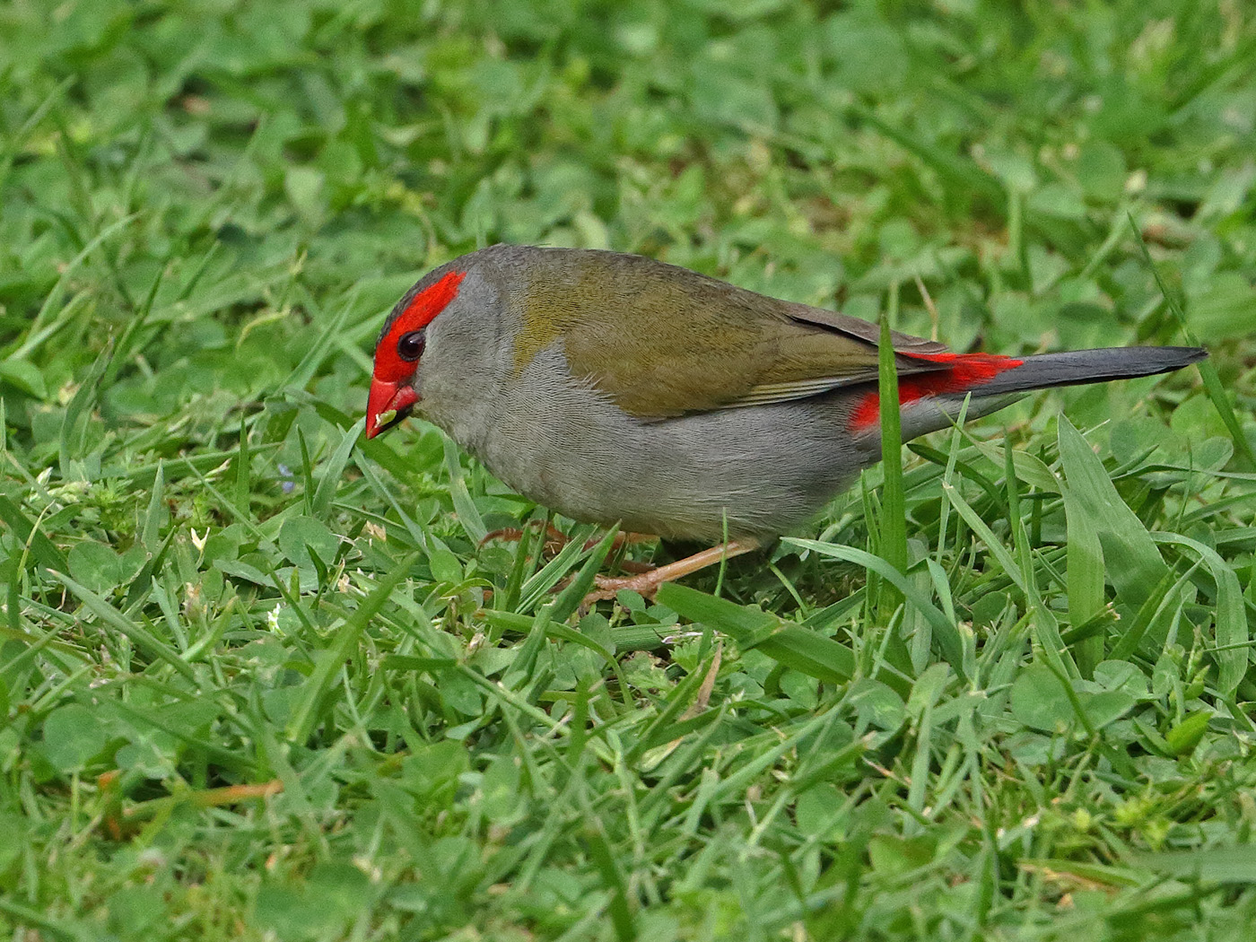 Red-browed Finch (Image ID 28368)