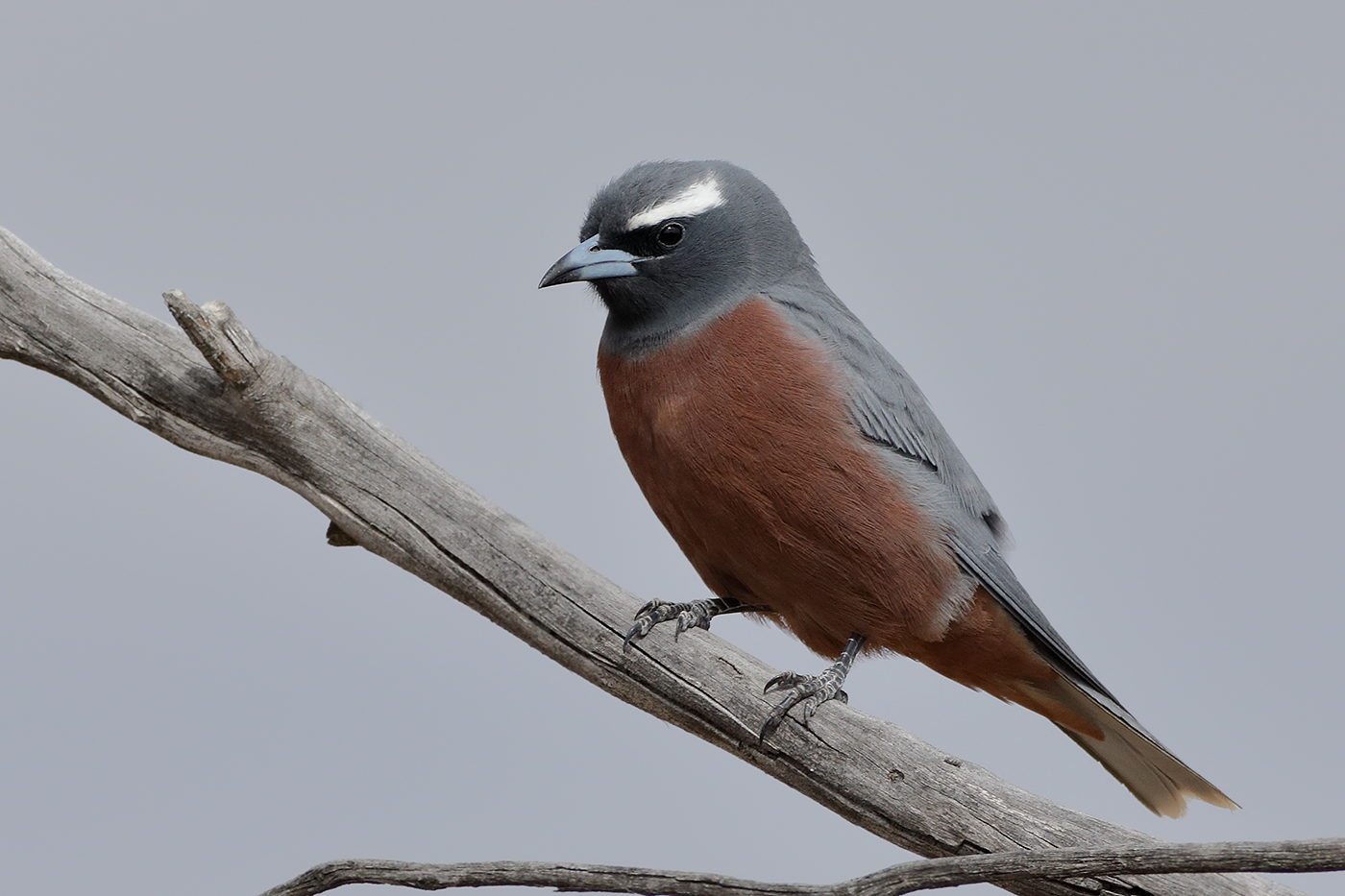 White-browed Woodswallow (Image ID 28223)