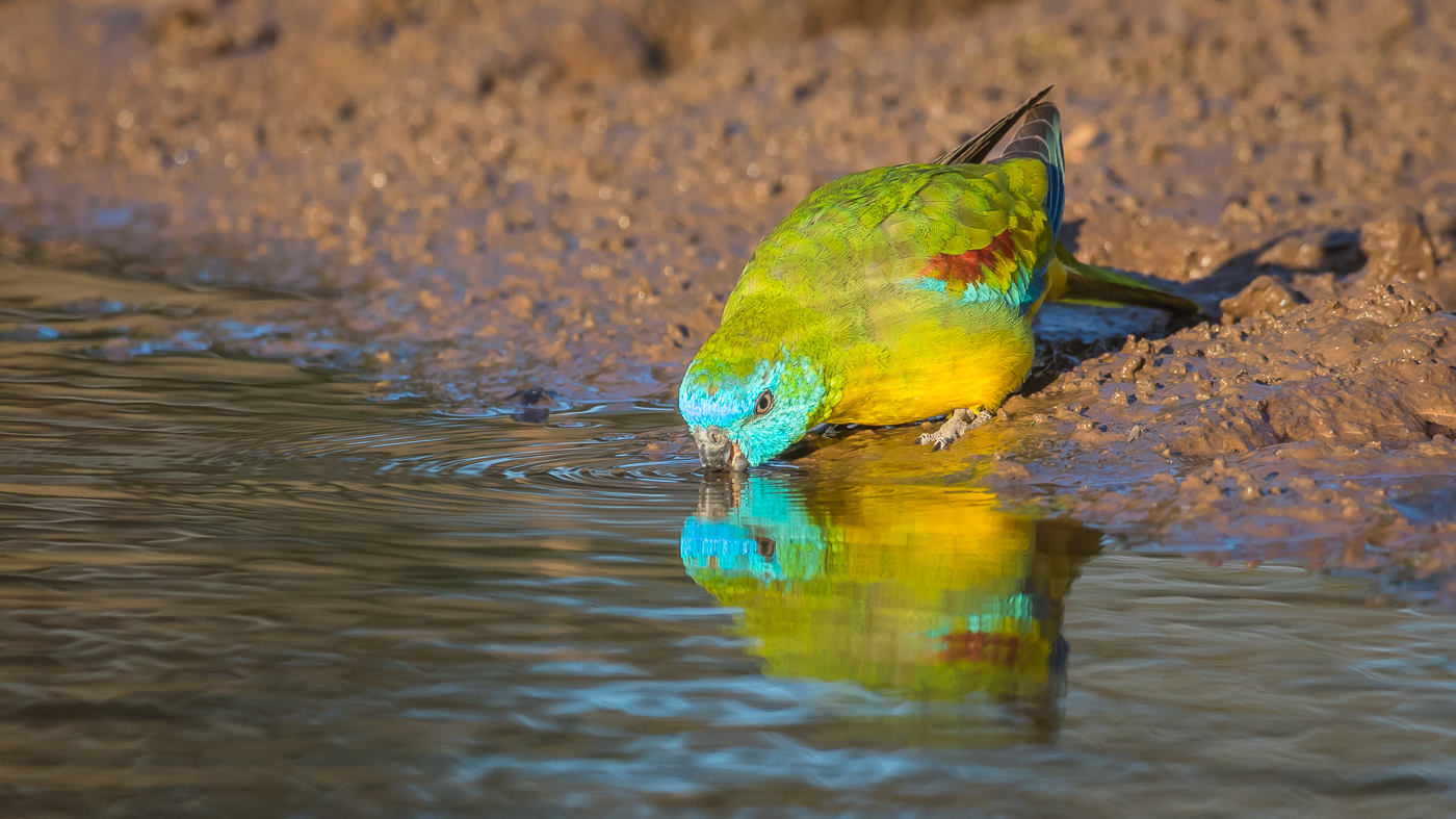 Turquoise Parrot (Image ID 28291)