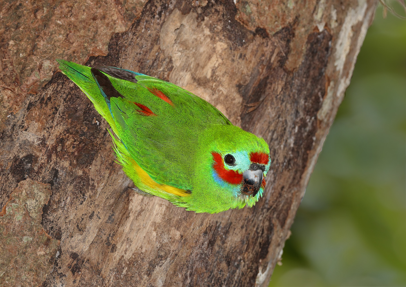 Double-eyed Fig-Parrot (Image ID 28415)