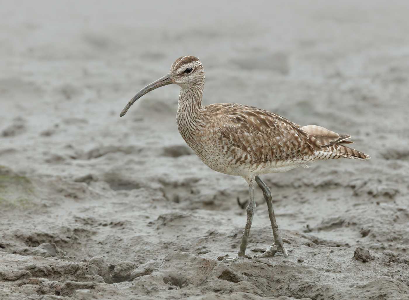 Whimbrel (Image ID 28257)