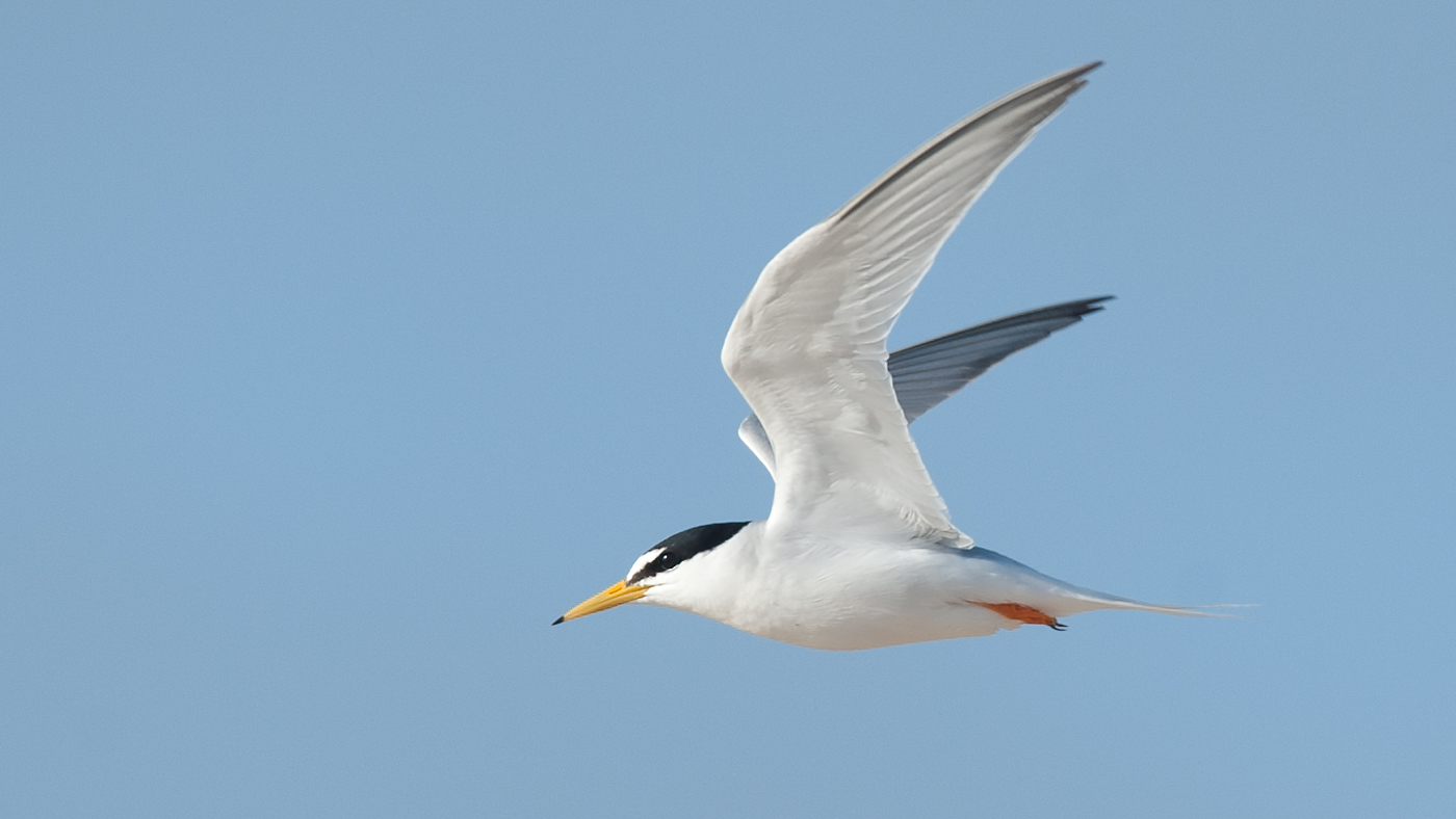 Little Tern (Image ID 28598)