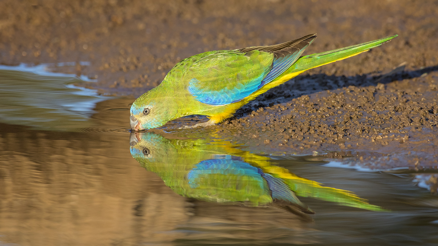 Turquoise Parrot (Image ID 28292)