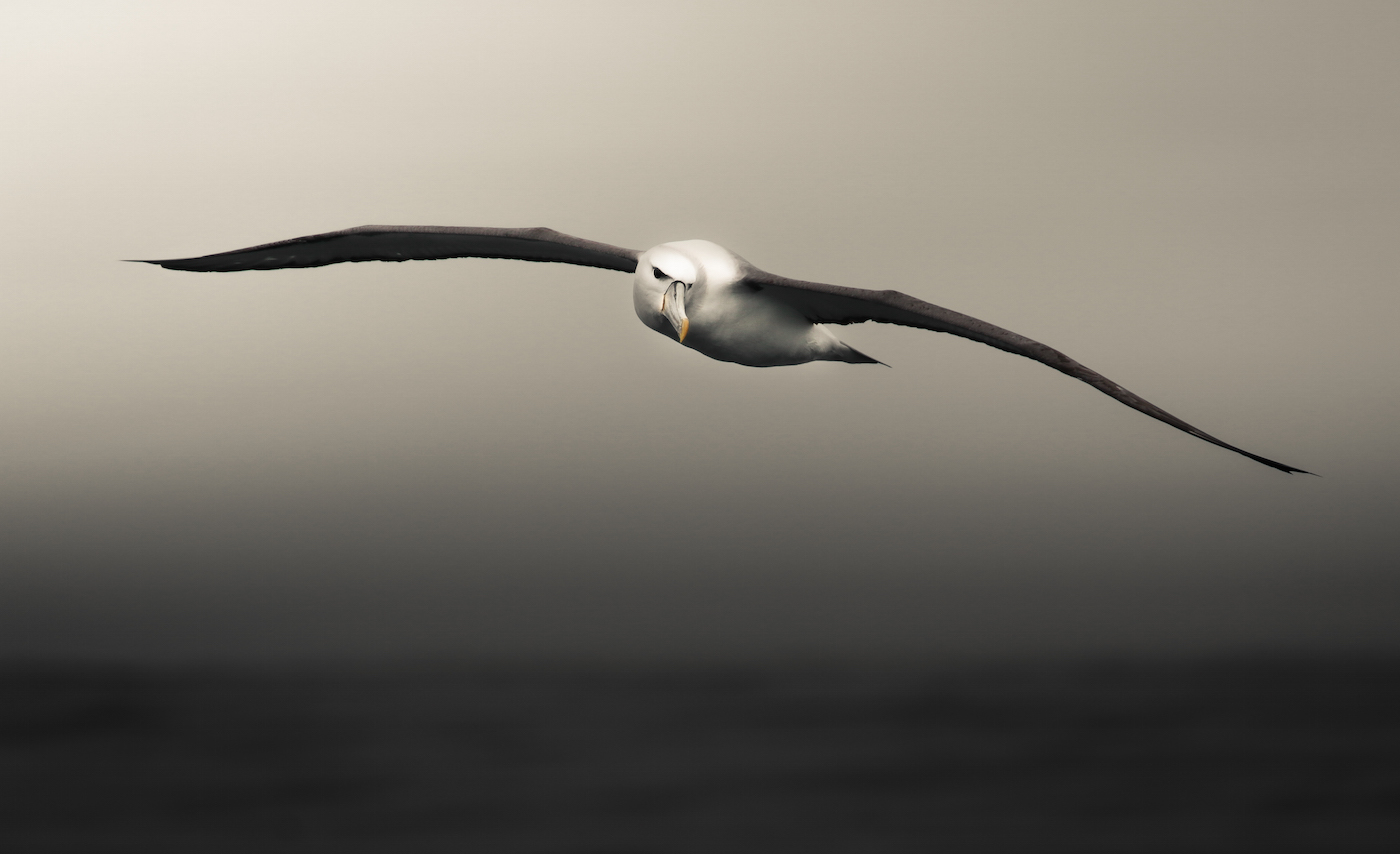 Shy Albatross (Image ID 28132)