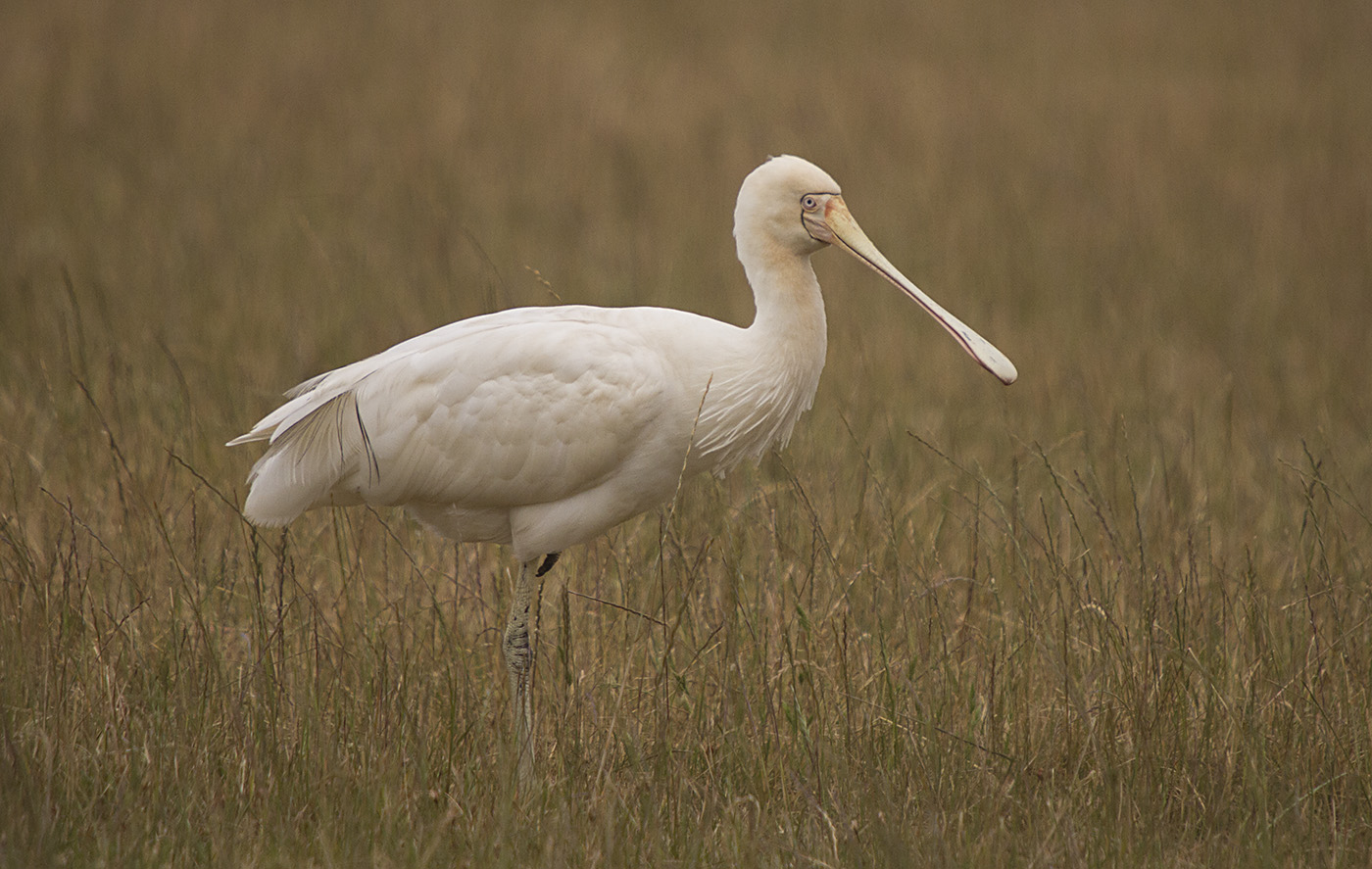 Yellow-billed Spoonbill (Image ID 28312)