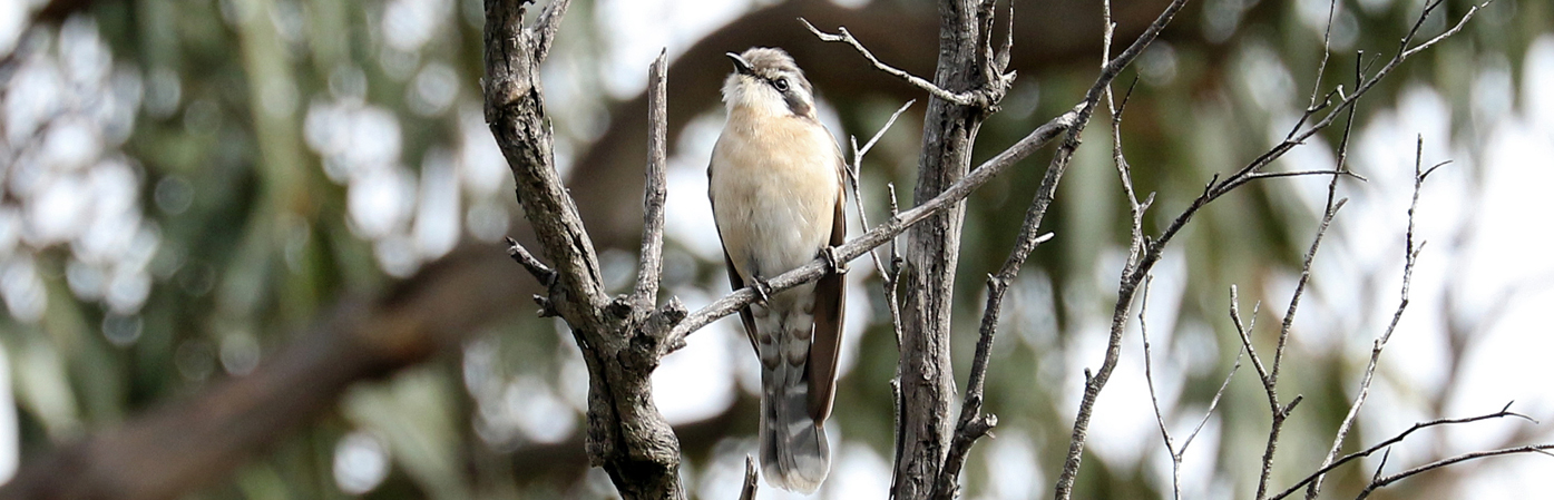 Black-eared Cuckoo (Image ID 28118)