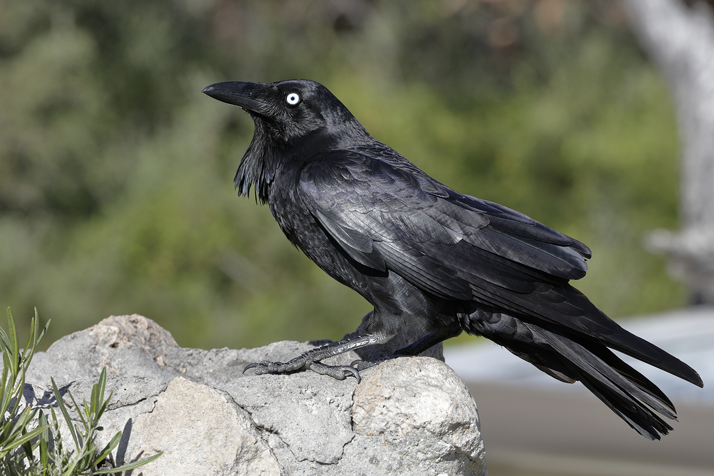 Australian Raven (Image ID 28472)