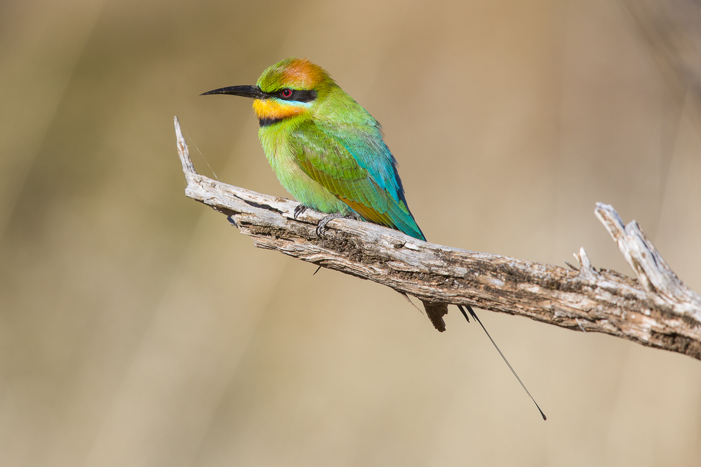 Rainbow Bee-eater (Image ID 28166)