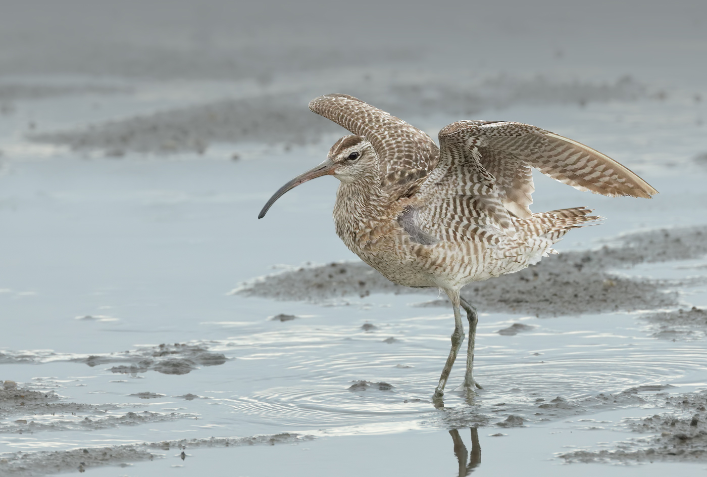 Whimbrel (Image ID 28258)
