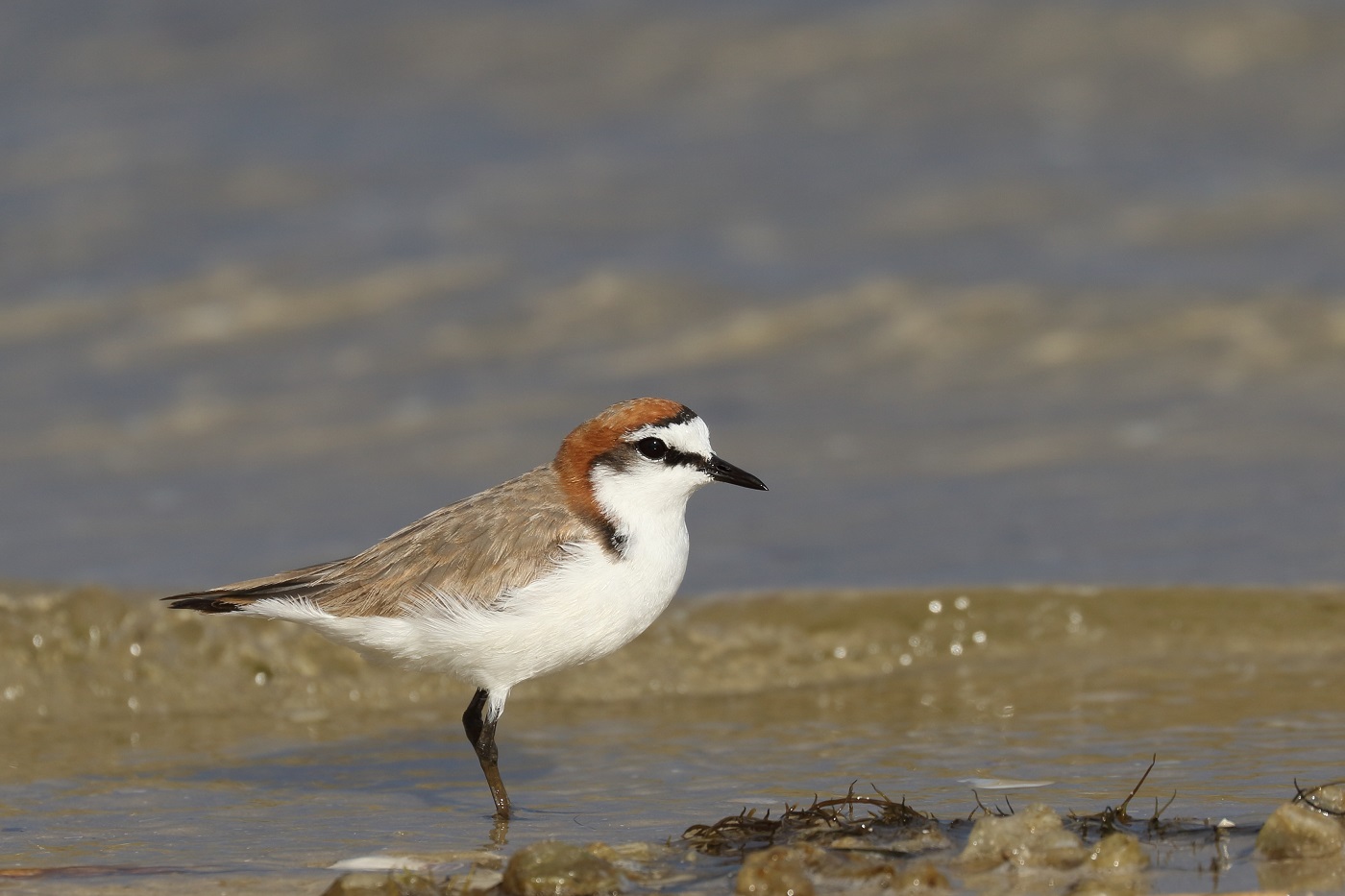 Red-capped Plover (Image ID 28200)