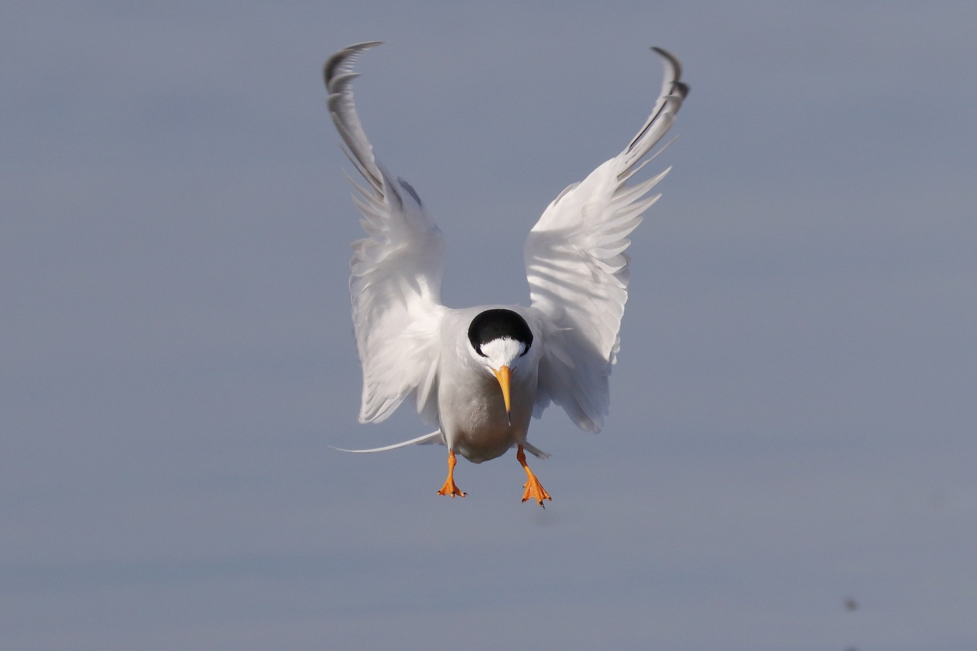 Fairy Tern (Image ID 28547)