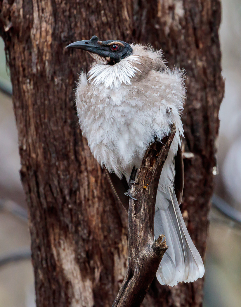 Noisy Friarbird (Image ID 28327)