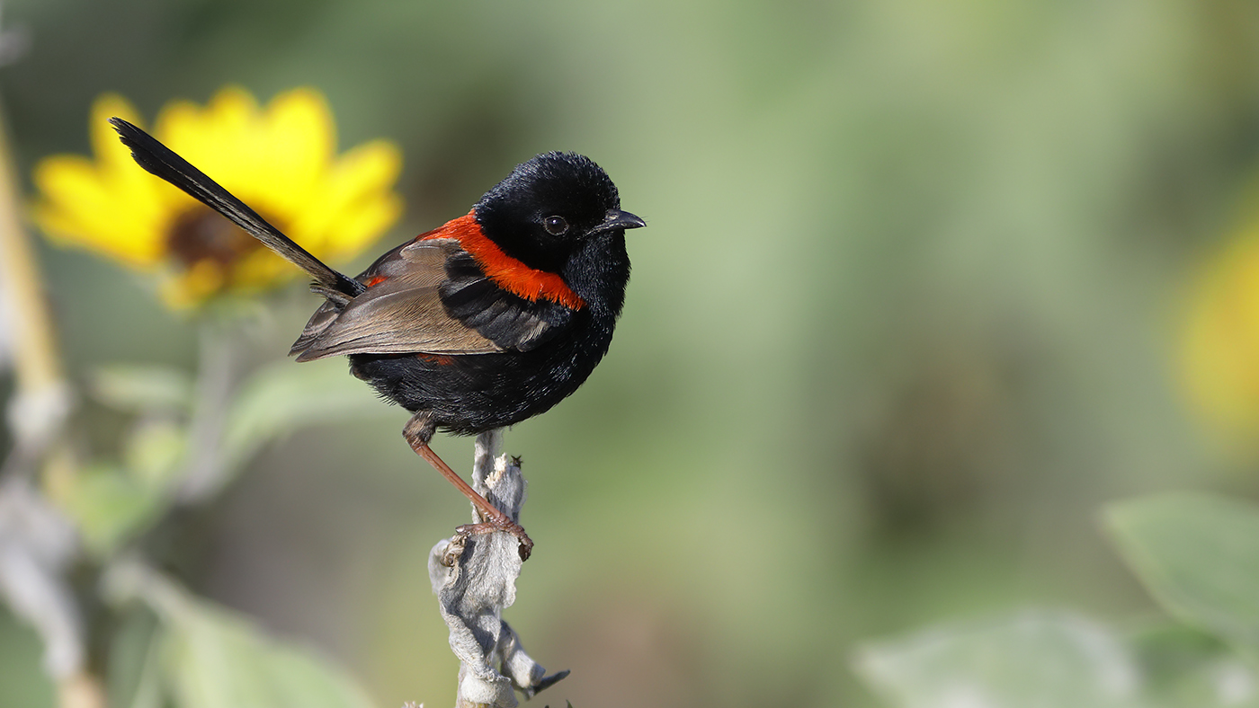Red-backed Fairy-wren (Image ID 28584)