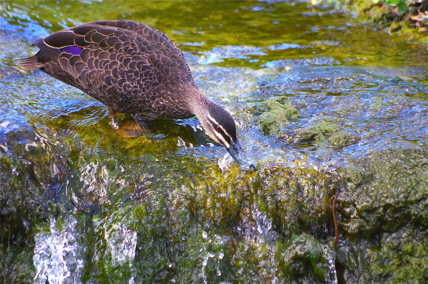 Pacific Black Duck (Image ID 28333)