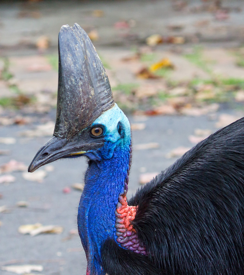 Southern Cassowary (Image ID 28578)
