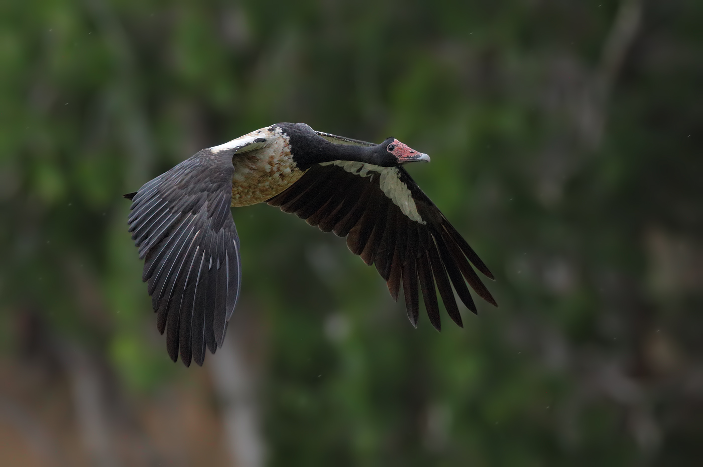 Magpie Goose (Image ID 28241)