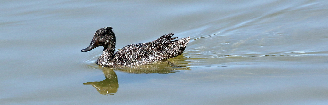Freckled Duck (Image ID 28139)