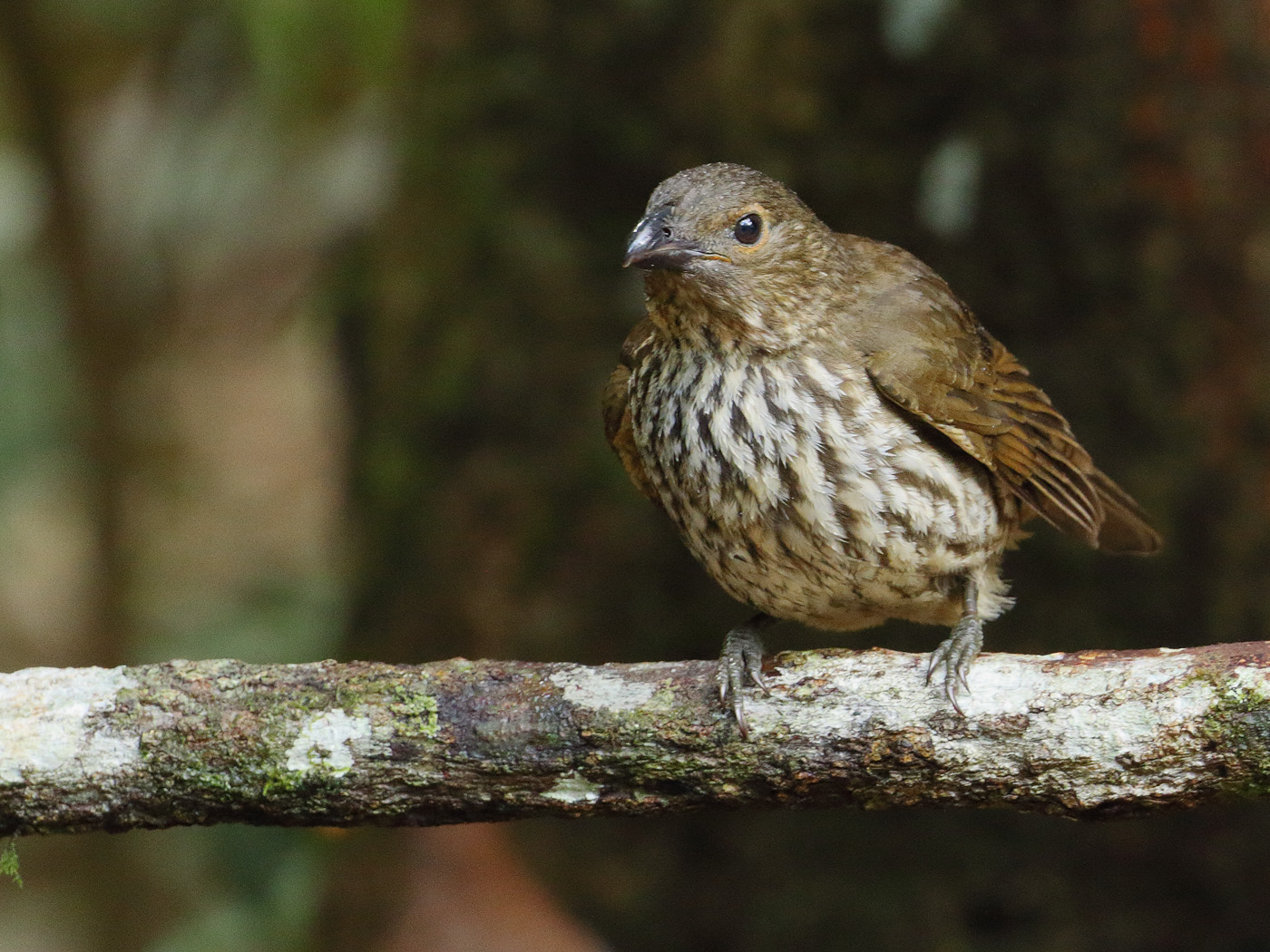 Tooth-billed Bowerbird (Image ID 28557)