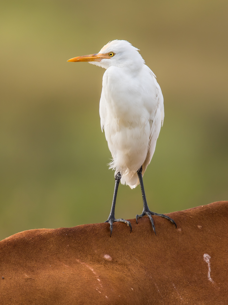Cattle Egret (Image ID 28114)