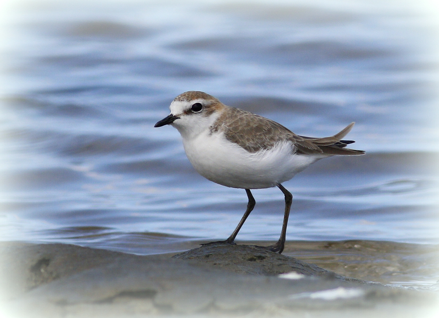 Red-capped Plover (Image ID 28599)
