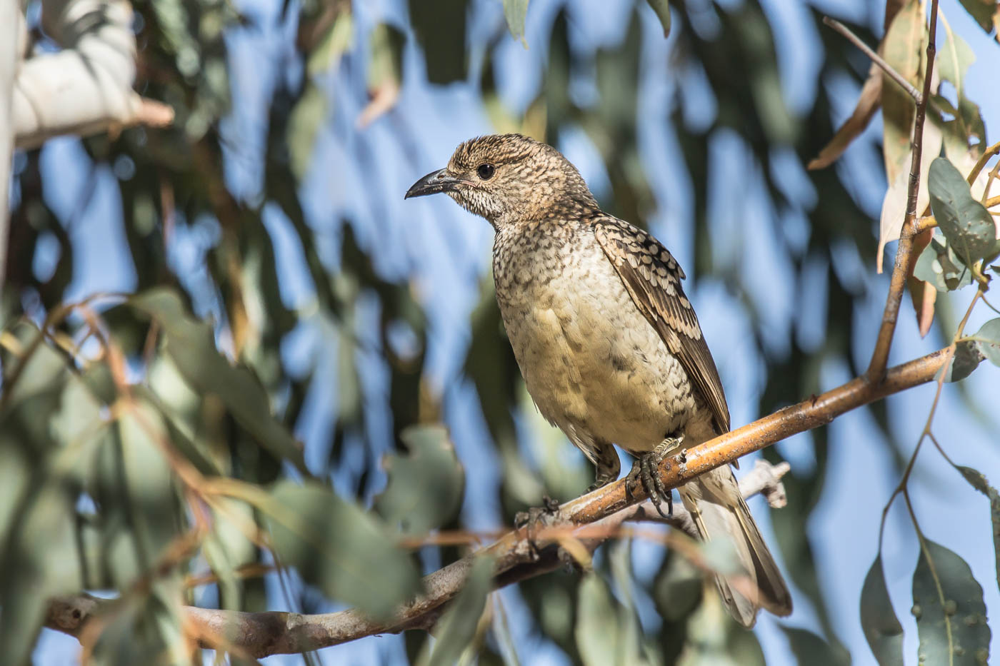 Spotted Bowerbird (Image ID 28499)