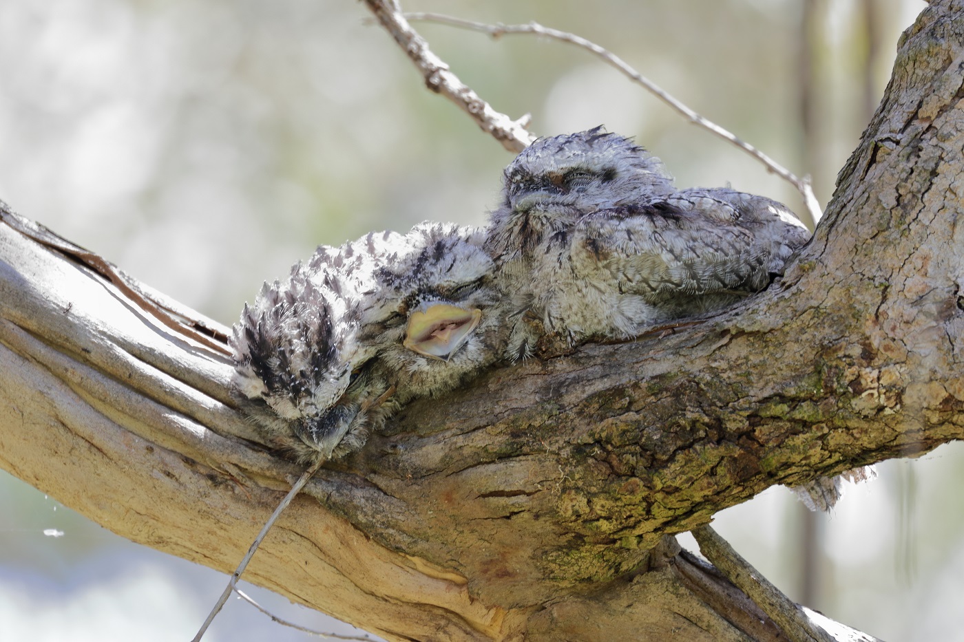 Tawny Frogmouth (Image ID 28091)
