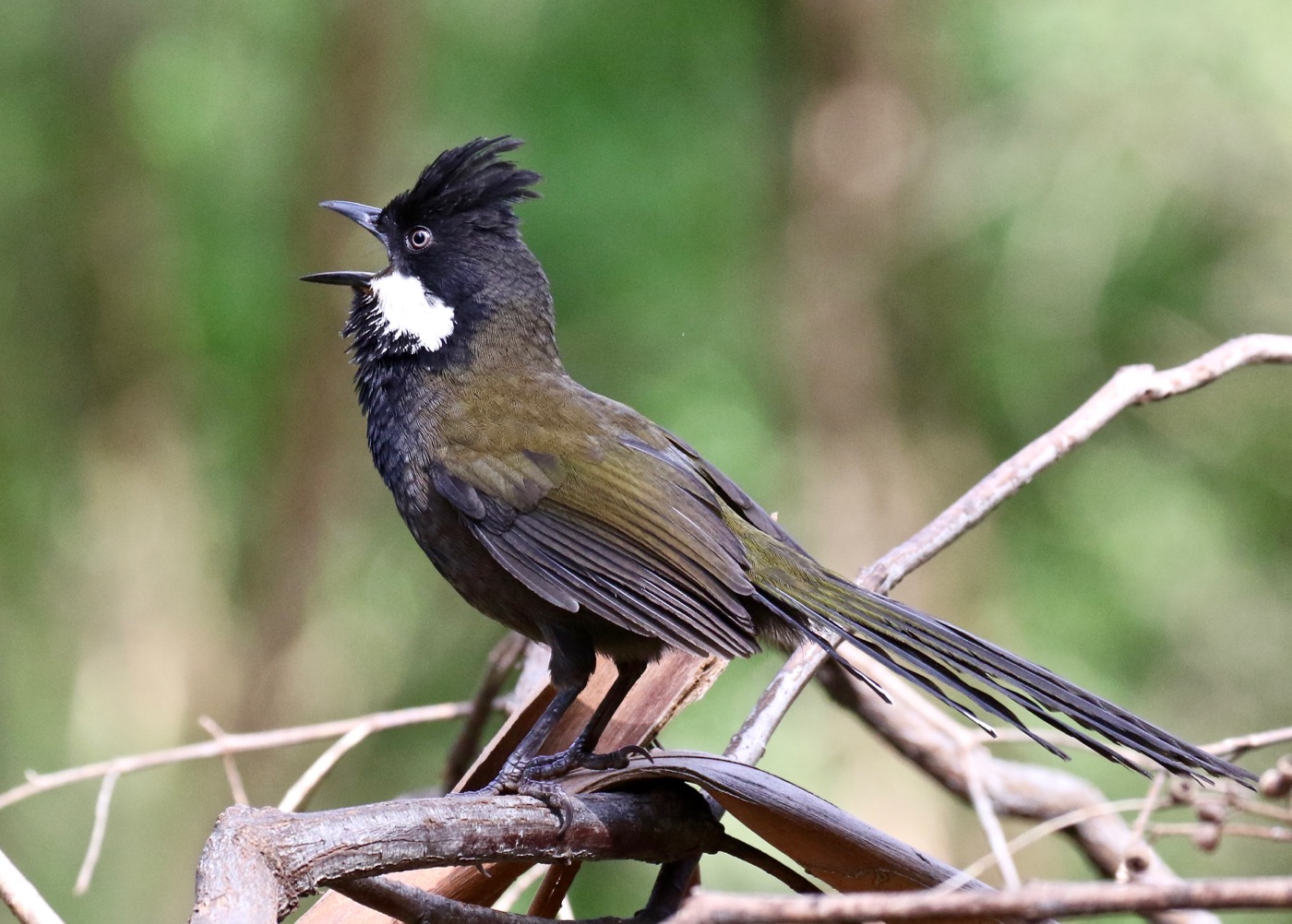 Eastern Whipbird (Image ID 28484)