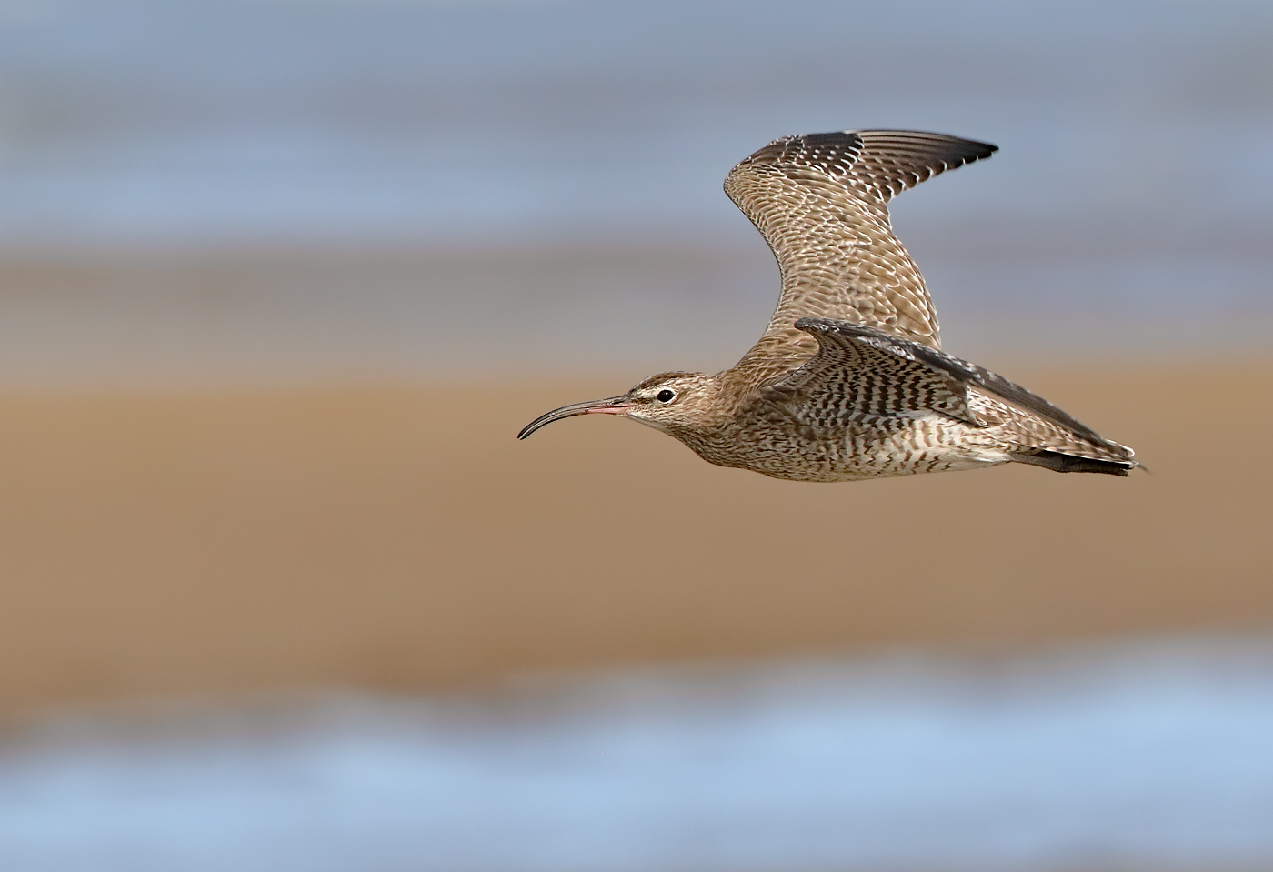 Whimbrel (Image ID 28284)
