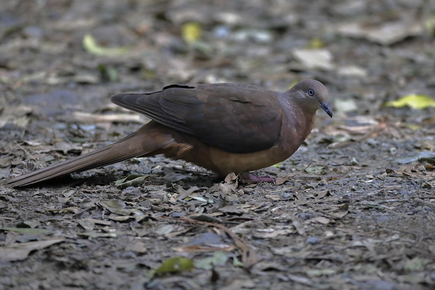 Brown Cuckoo-Dove (Image ID 28873)