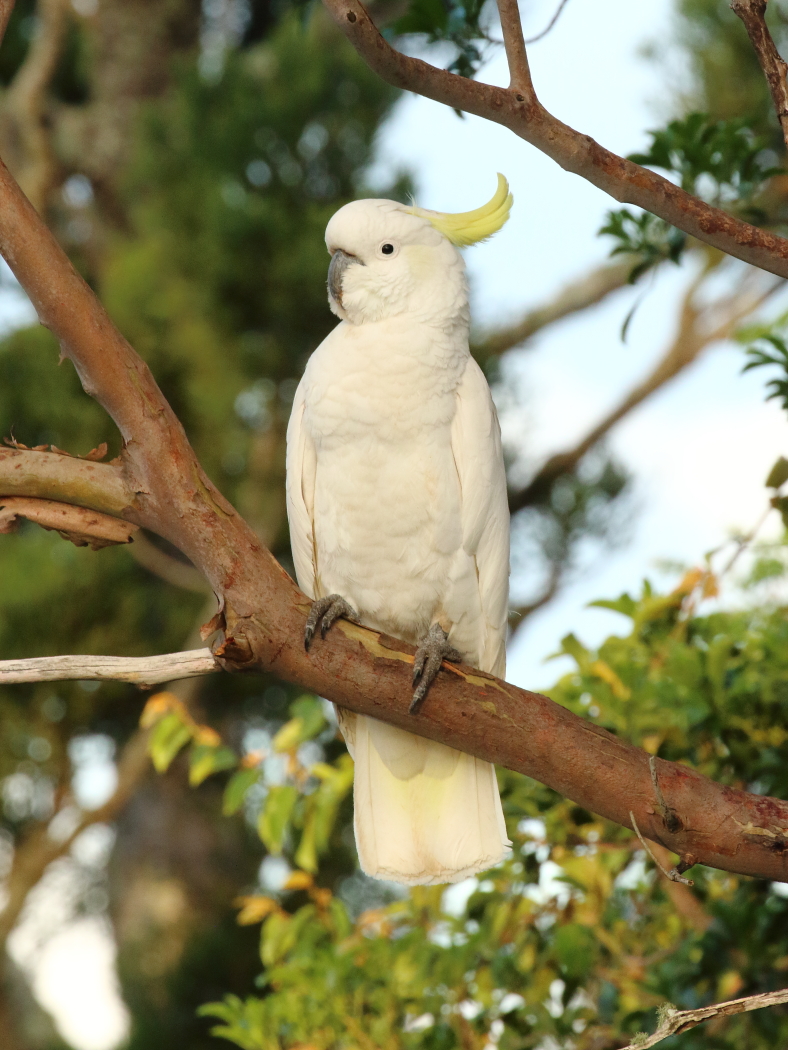 Sulphur-crested Cockatoo (Image ID 28824)