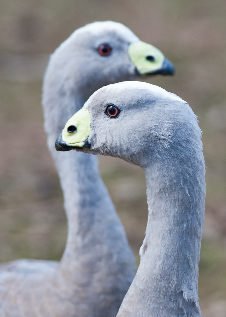 Cape Barren Goose (Image ID 28750)