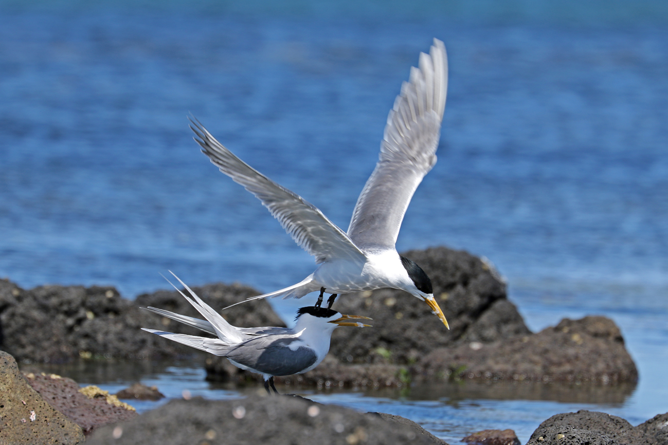 Greater Crested Tern (Image ID 28821)