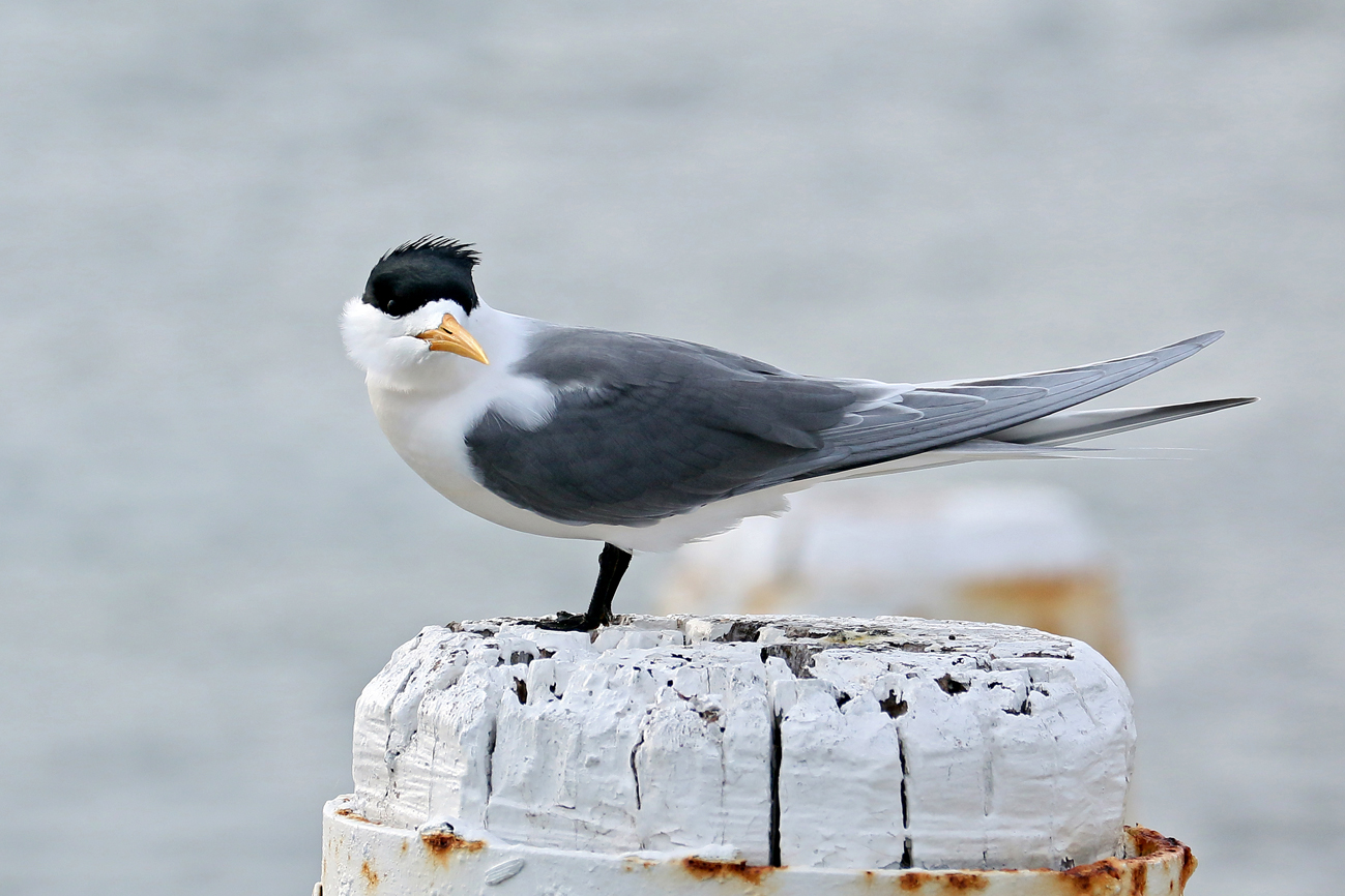 Greater Crested Tern (Image ID 28776)