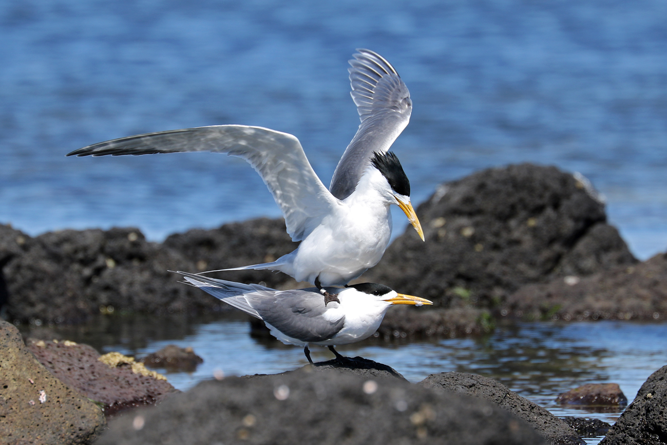 Greater Crested Tern (Image ID 28817)