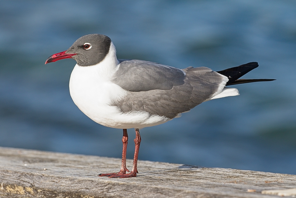 Laughing Gull (Image ID 28725)