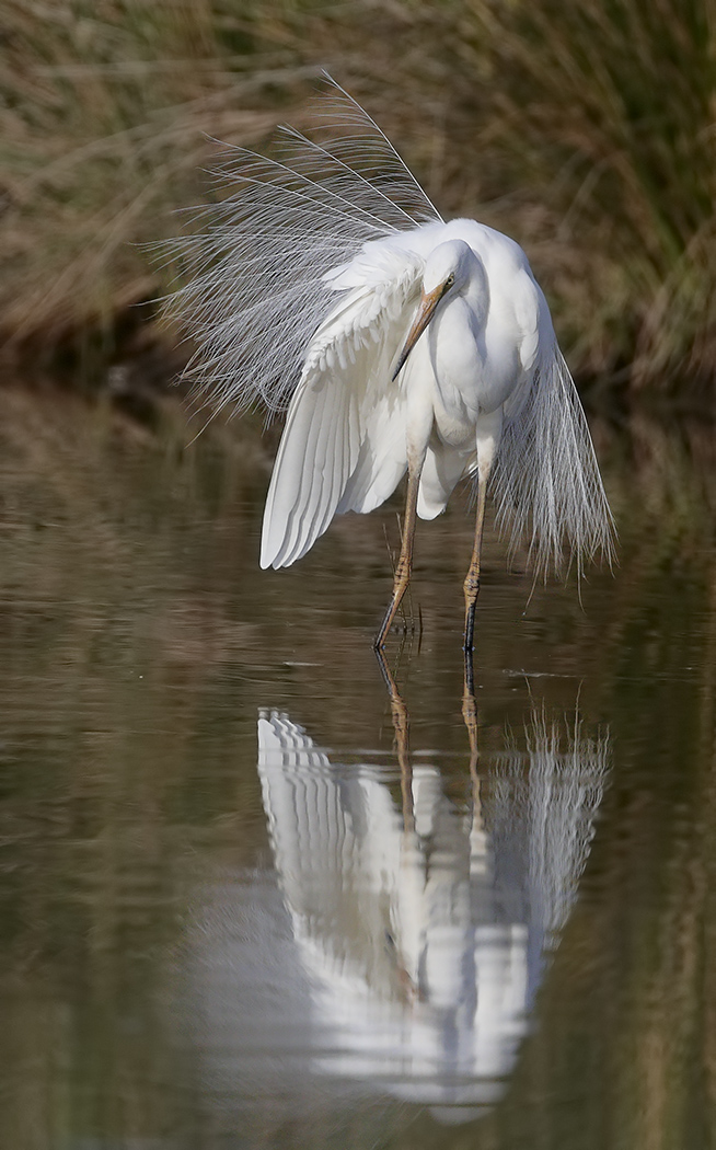 Great Egret (Image ID 28722)
