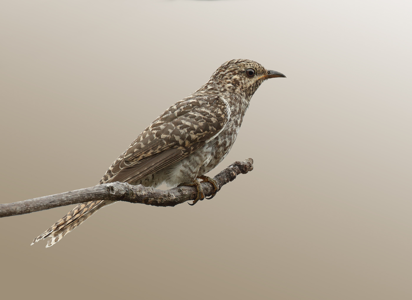 Brush Cuckoo (Image ID 28963)