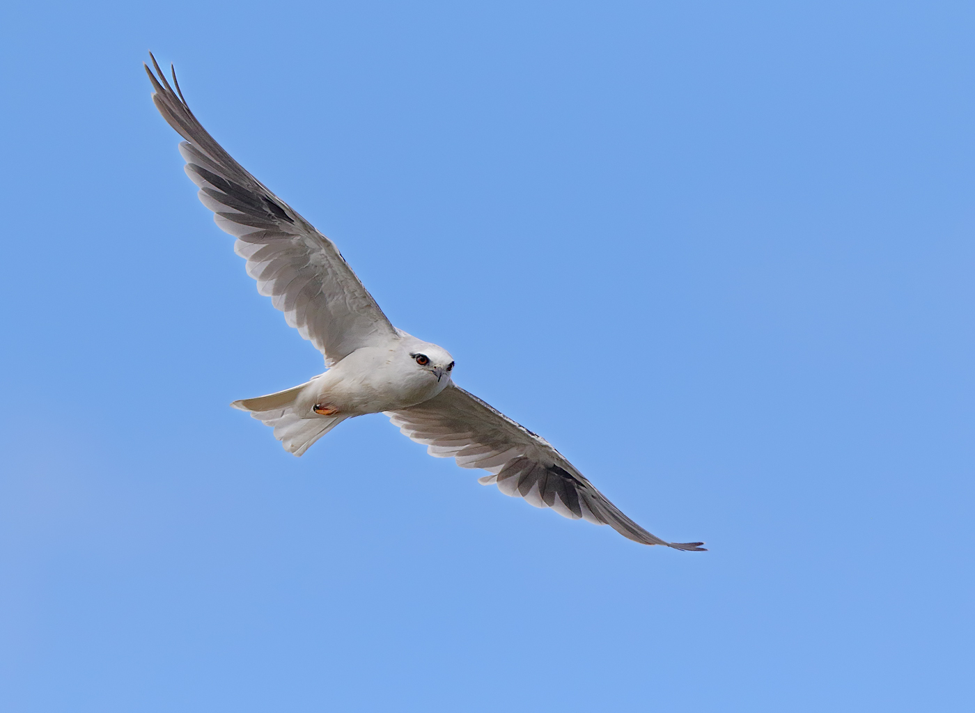 Black-shouldered Kite (Image ID 28707)