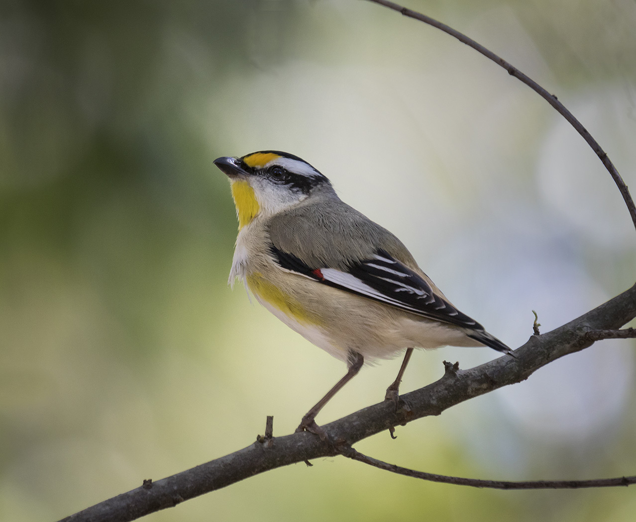 Striated Pardalote (Image ID 28737)