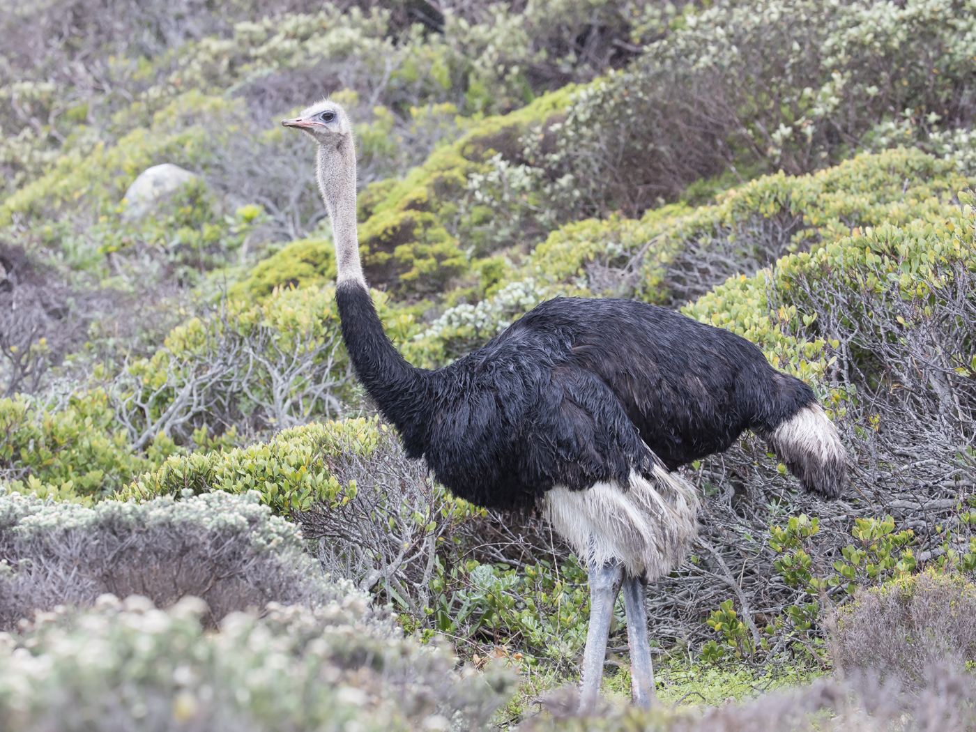 Ostrich (Image ID 28866)