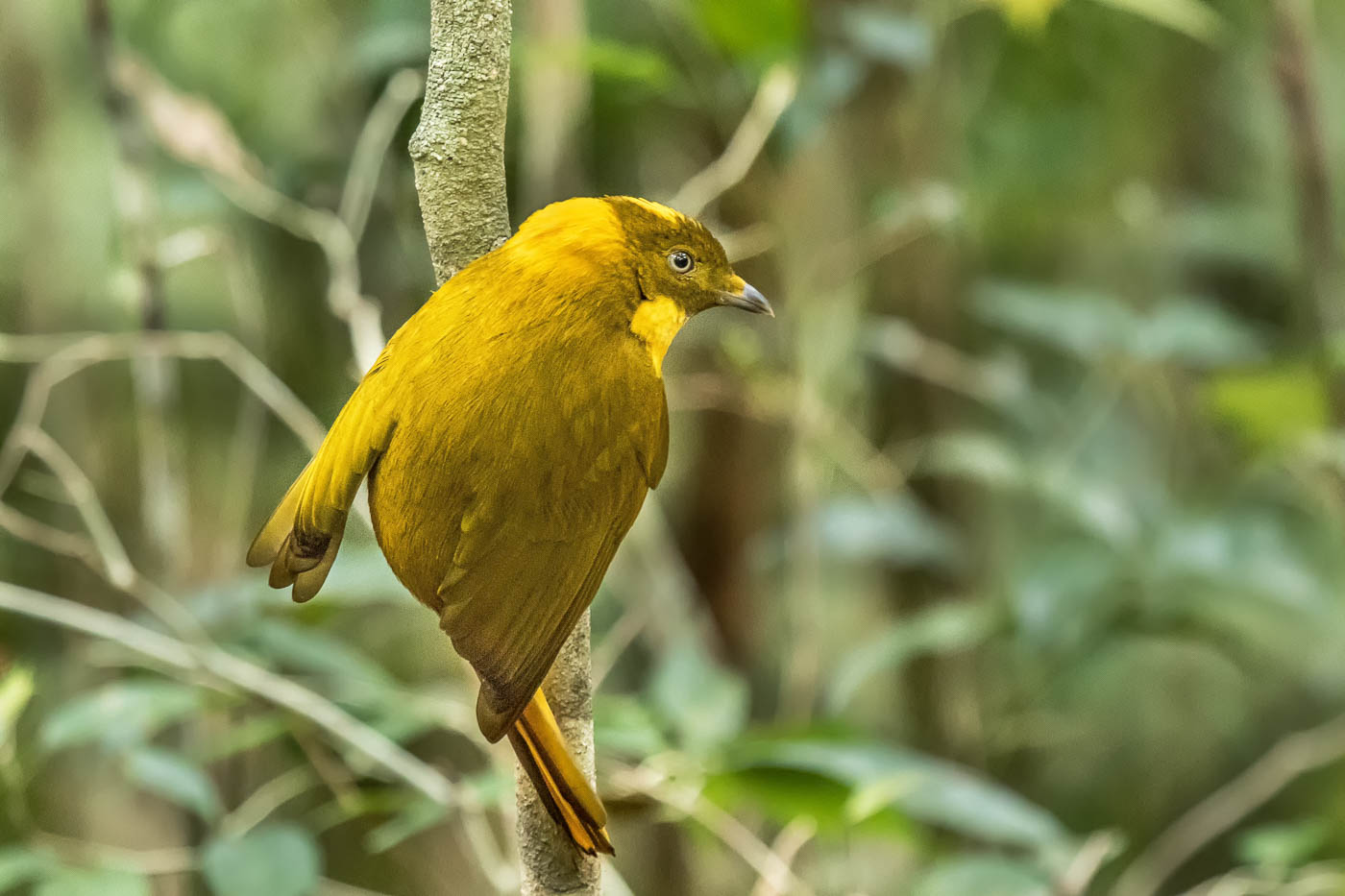 Golden Bowerbird (Image ID 28607)