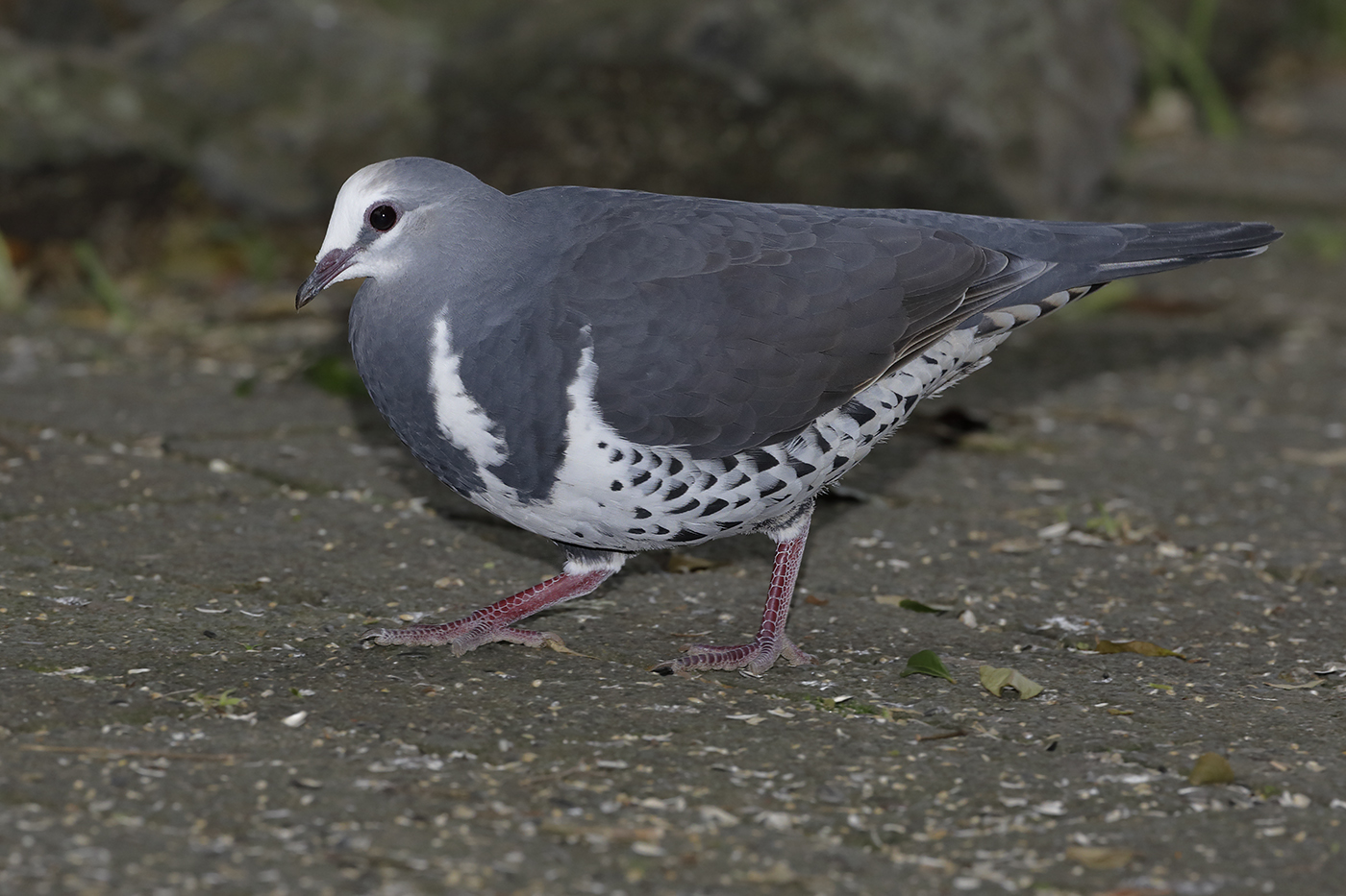 Wonga Pigeon (Image ID 28833)