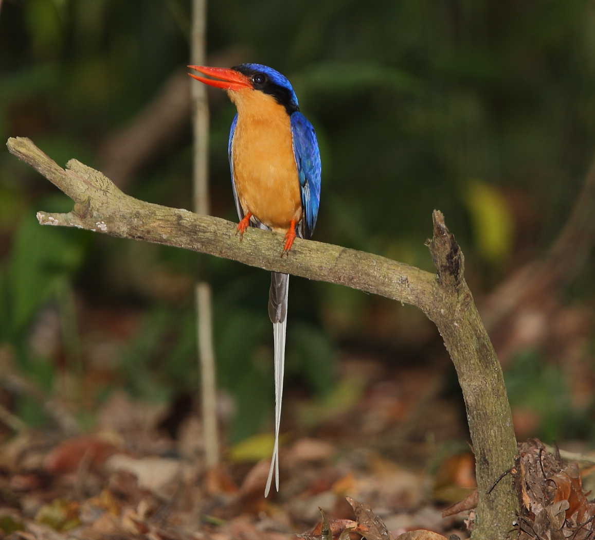 Buff-breasted Paradise-Kingfisher (Image ID 28874)
