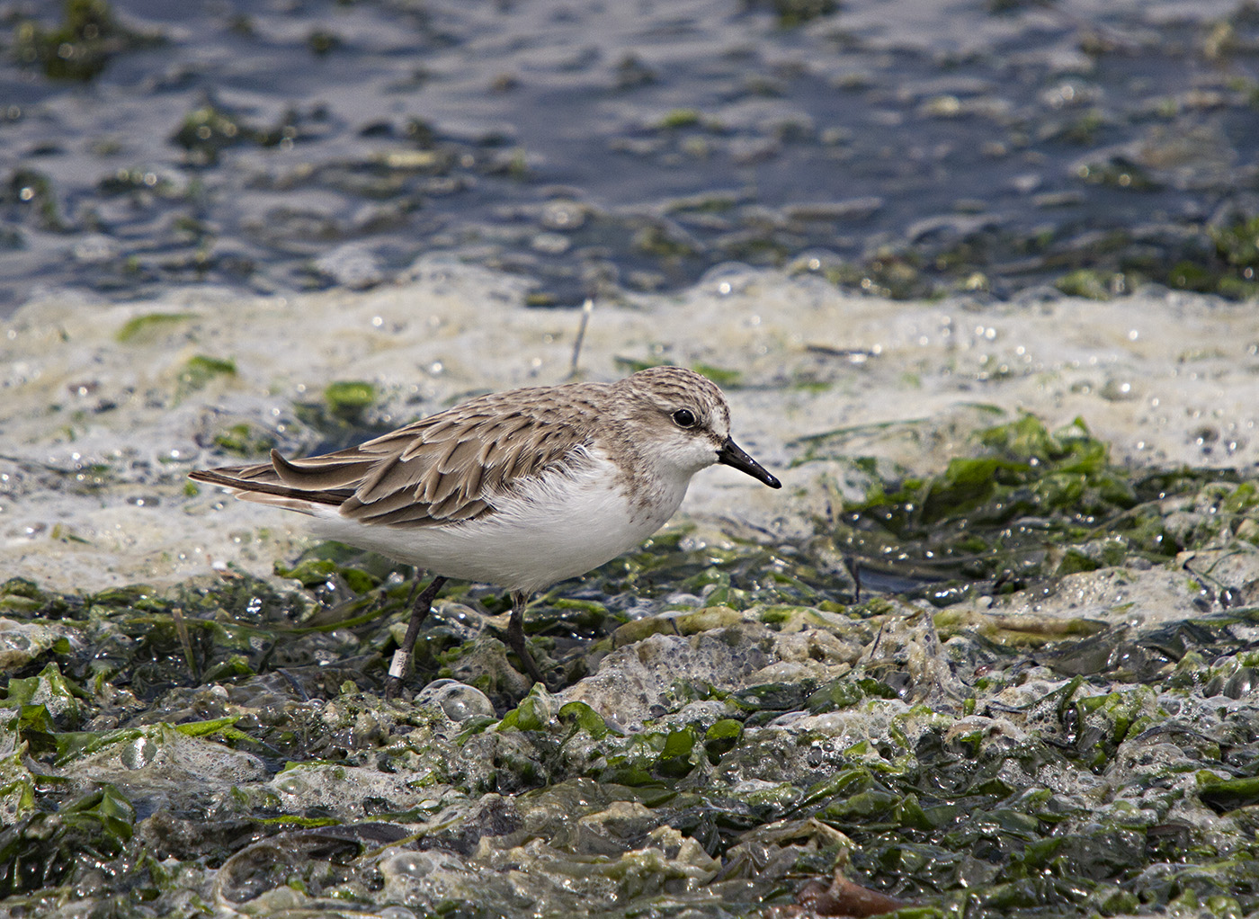 Red-necked Stint (Image ID 28855)
