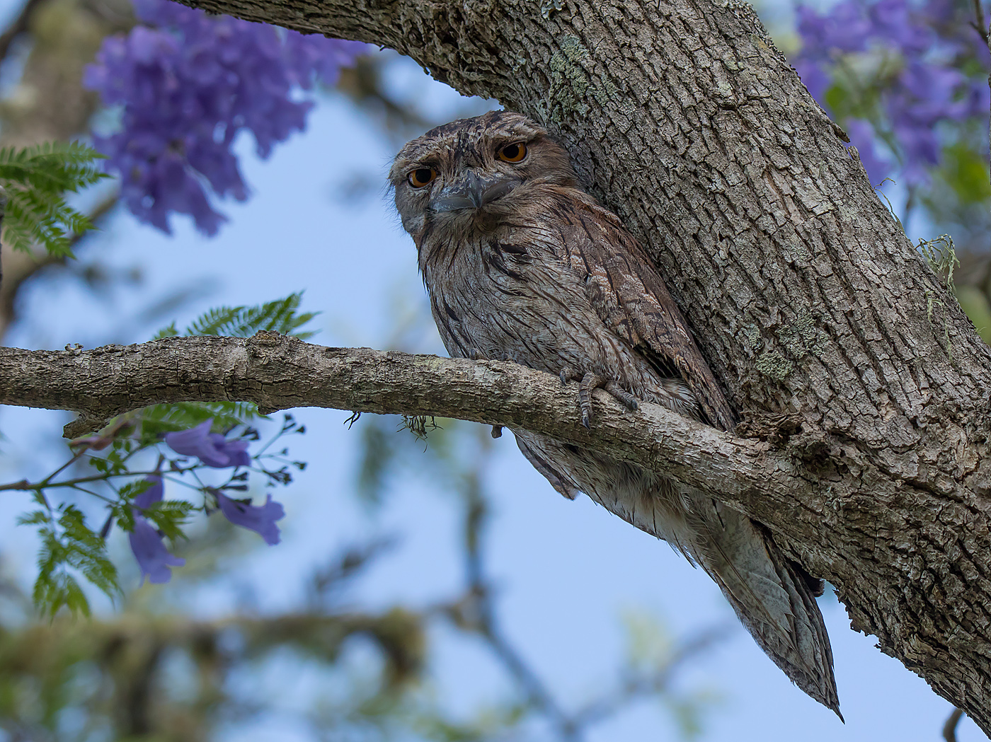 Tawny Frogmouth (Image ID 28786)