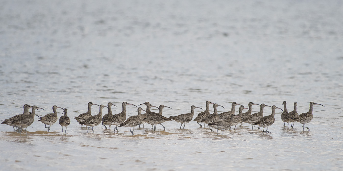Whimbrel (Image ID 28610)